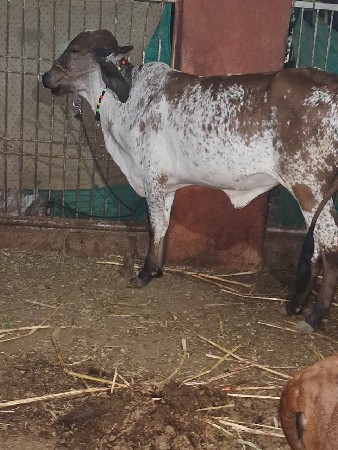 ગાયો વેસવા ની છે