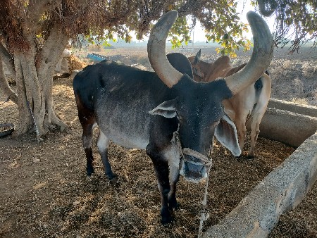 બળદ વેચવાનો છે એક