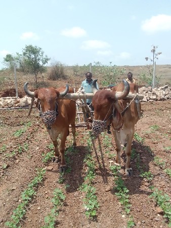બળદ વેચવાના છે