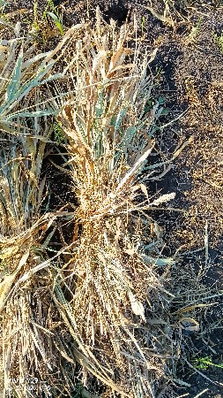 જુવાર ની કડપ