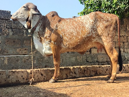 થંબનેલ 2