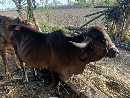 ગીર ગાય વેચવાની છે