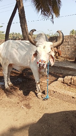 બળદ વેંચવા ના છે