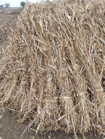 સાર (નીણ) વેસવાની છે