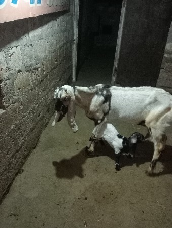 તોતા પૂરી બકરી વેચવાની છે