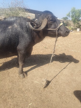 थंबनेल 3