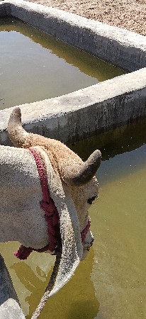 ગોધલો વેચવા નો છે...