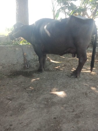 આ.ભેંસ વેચવાની છે