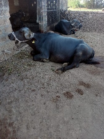 पेलवेतरी खडेली वेचवानीछे