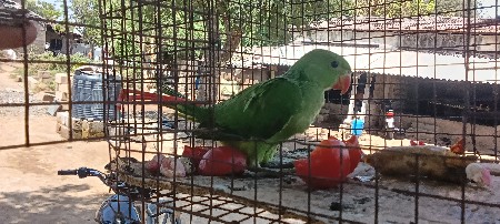 थंबनेल 3