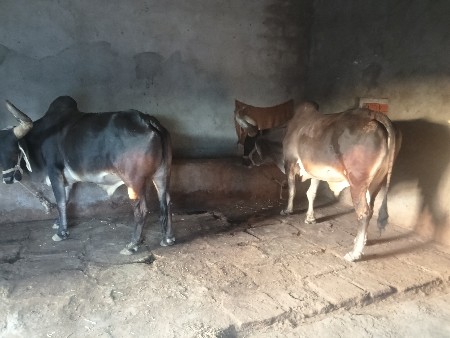બળદ વેચવાના છે.