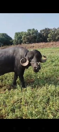 પાડો વેચવા નો છે