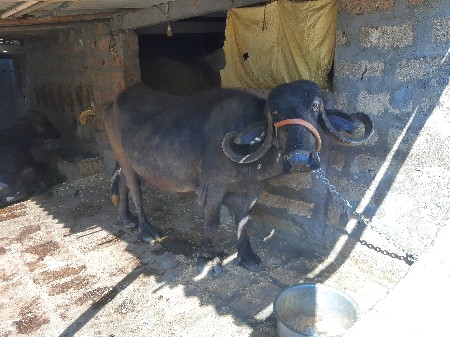 ભેસ વેચવાની છે 25 દિવસની કાસી