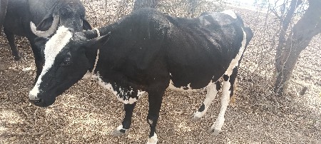 ગાય વેચવાની છે