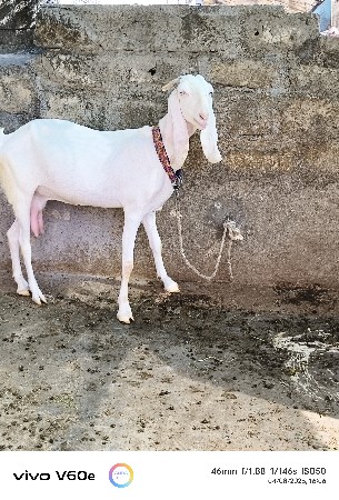 હાઇપેટ ગુલાબી બકરી