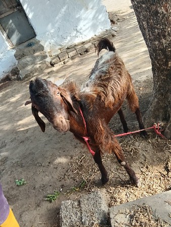 jene leva hoye ej phone kare