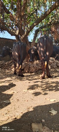 ખેડેલા વેસવાનાછે 2 બે