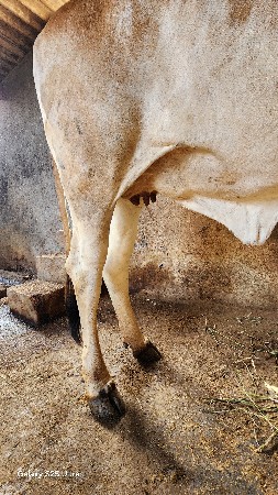 હોડકી વેસવા ની છે ગાભન છે