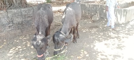 थंबनेल 3