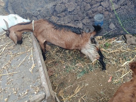 વેચવાના છે