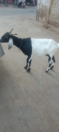 બેય ગાભણ