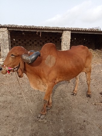 બળદ વેચવાનો છે