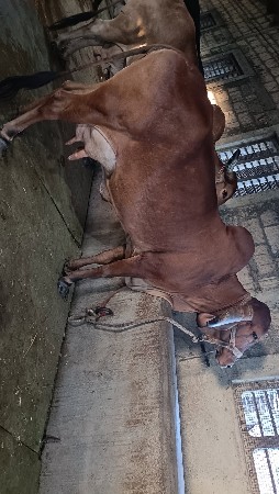 ટોપ ગીર ગાય આપવાની છે