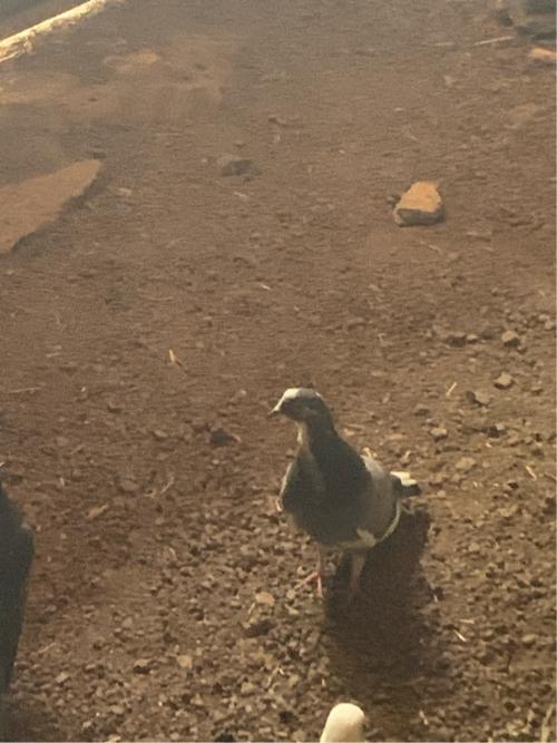 થંબનેલ 2