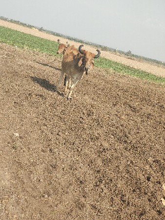 બળદ વેચવાના છે