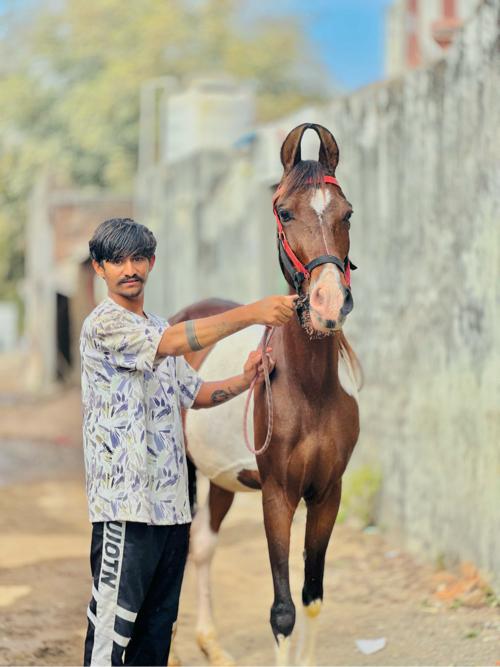 ઘોડી બાવરી