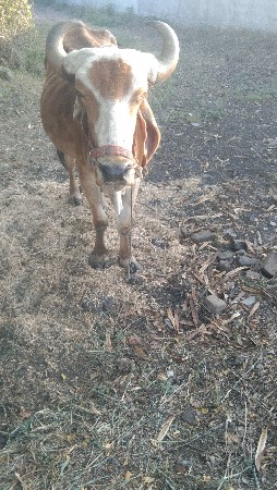 બે બળદ વેચવાના છે