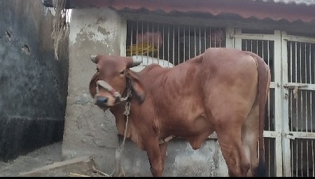 વાછડી વેચવાની છે