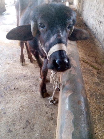 ઓરીજનલ જાફરી