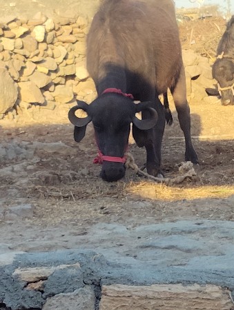 थंबनेल 2