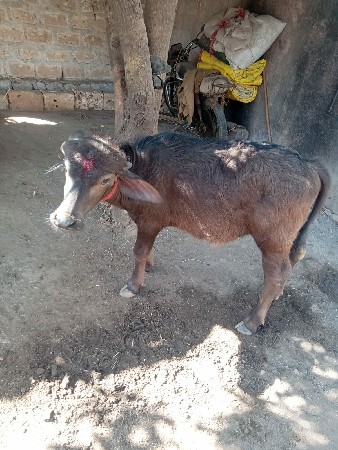 પાડી વેચવાની સે