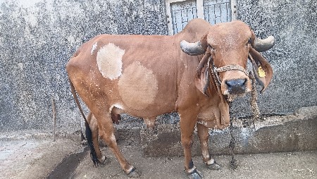 ગાય વેચવાની છે