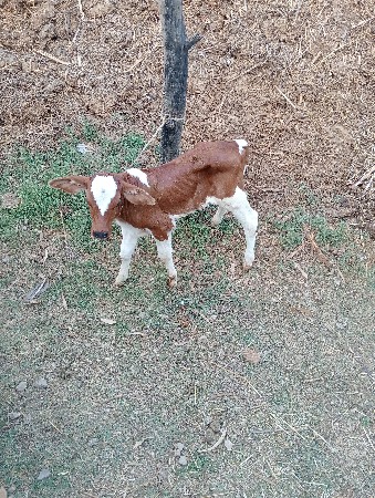hf cross ગાય વેચવાની છે.