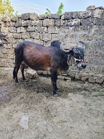 थंबनेल 3