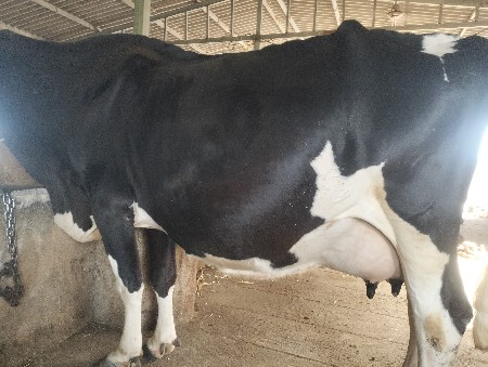 એસેફ ગાય વેશવાનિછે