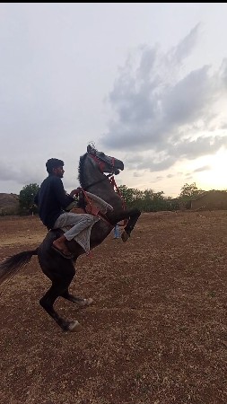 ઘોડો