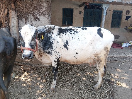 થંબનેલ 2