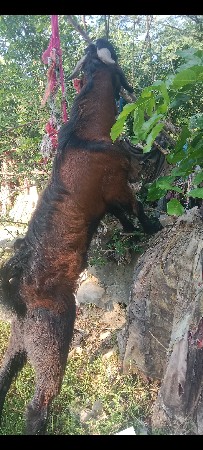 બકરો વેચવાનો છે દોઢ વરસનો છે