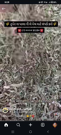 તૂરનો પાલો