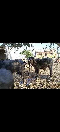 જાફરાબાદી પાડો છે