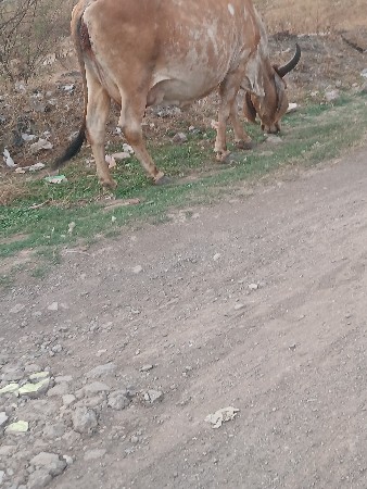 थंबनेल 3