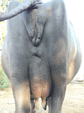 ભેંસ વેચવાની છે