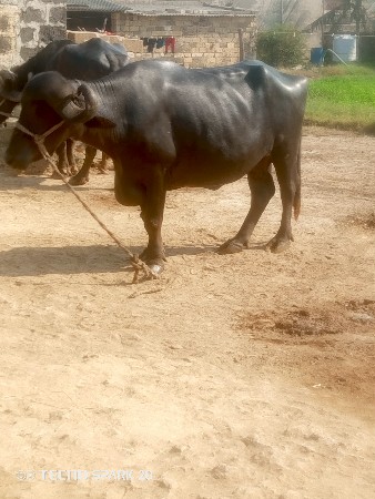 બીજું વેતર વ્યાસે સાવ સોજી