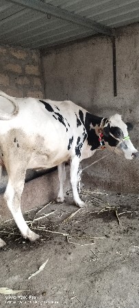 કોટડા પીઠા રાજુભાઈ