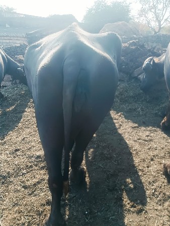 थंबनेल 3