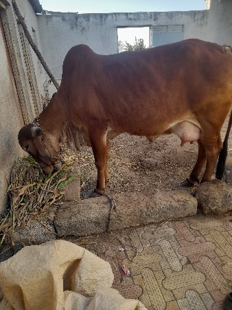 थंबनेल 3